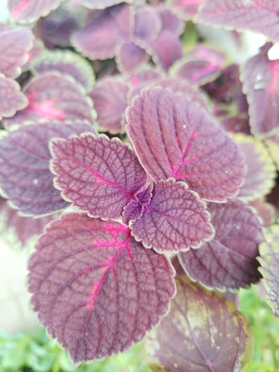 The image shows a close-up view of the leaves of a coleus plant. The leaves are a deep burgundy color with prominent, lighter pink veins. The edges of the leaves are serrated and have a thin, pale green border. The texture of the leaves appears slightly fuzzy or velvety. The background is blurred, showing hints of green foliage and possibly other coleus plants. The lighting is natural and appears to be from an overcast sky or shade, as there are no harsh shadows. The photograph is taken from a slightly elevated angle, looking down at the cluster of leaves. There is no indication of the location in the city of Акбердино, Russia.