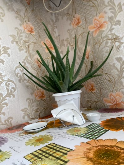 An indoor, eye-level, medium shot shows a potted aloe vera plant on a table covered with a floral patterned tablecloth. The wallpaper in the background is a beige floral pattern. To the right of the plant are a napkin holder with white napkins, and a small white dish with white powder. To the left of the plant is a small white dish with a black rim. The lighting is soft, likely from an overhead source, and there are no people visible in the scene. The image is a still life, with no discernible actions or interactions. The location is identified as Ishmurzino, Russia.