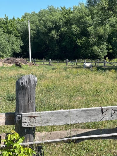 The image depicts a rural scene with a clear blue sky. In the foreground, a weathered wooden fence is visible, with one post showing a face-like pattern of knots. Beyond the fence, a grassy field stretches into the distance, dotted with yellow wildflowers. A wooden fence with rough-hewn posts and rails runs across the middle ground. To the left, a pile of dark material, possibly manure, is situated in a field. Further into the field, two cows are present. One cow, dark brown and white, is grazing near the manure pile. Another cow, white with black spots, is grazing further to the right. A tall, white pole stands in the background, partially obscured by trees. The background is dominated by a dense line of lush green trees. The image appears to be taken in the city of Rossoshi, Russia, based on the provided context.