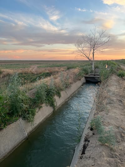 The image depicts a canal filled with dark, rippling water, bordered by concrete edges and overgrown vegetation. A metal gate with a wheel is visible at the head of the canal, suggesting a water control structure. A bare, leafless tree stands to the left of the canal, its branches stark against a sky painted with the soft hues of sunset, transitioning from blue to orange and pink. The surrounding landscape appears arid, with dry grass and patches of dirt. The scene suggests a rural or agricultural setting, likely in a dry climate, given the presence of the irrigation canal and the parched vegetation. The time of day is clearly sunset, indicated by the colors in the sky and the low angle of the light, which casts long shadows. The overall mood is serene and somewhat melancholic, due to the bare tree and the fading light. There is no visible text in the image. The location context provided is Aqsu city administration, Kazakhstan.