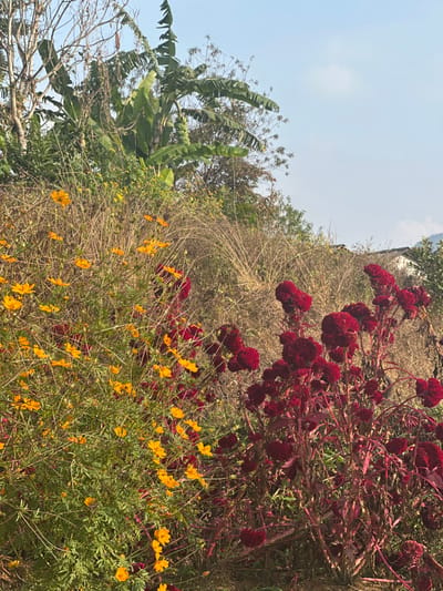 The image depicts an outdoor, rural scene in Minh Tân Commune, Vietnam, dominated by lush vegetation under a light blue sky with scattered white clouds. In the foreground to the left, numerous yellow Cosmos flowers with green, feathery foliage are visible. To their right, a dense cluster of dark red Celosia (Cockscomb) flowers, characterized by their brain-like appearance and reddish stems, occupies the right foreground. The midground consists of dry, light-brown grassy shrubs and various green leafy trees. A prominent banana tree with large green leaves and a visible bunch of green bananas is located in the upper left background. In the far right background, a partial view of a light-colored building's roofline is discernible. No individuals or animals are present, and no specific actions or interactions are occurring.