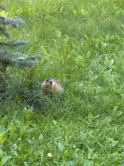 A small, furry creature with a light brown head peeks out from dense green grass. Its eyes are dark and beady, and its snout is pointed. The creature is positioned slightly to the right of the center of the image, with its head turned to the left. The surrounding vegetation is a mixture of tall, slender blades of grass and broader leaves, all in various shades of green, suggesting a lush, natural environment. In the lower left corner, the blue-green needles of a coniferous plant are visible, providing a contrast in texture and color. The lighting appears to be natural daylight, casting subtle shadows and highlighting the textures of the plants and the creature's fur. The overall impression is of a wildlife scene, possibly a small animal camouflaged within its habitat. No text is visible in the image.