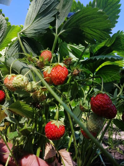 The image depicts a close-up view of a strawberry plant under a clear blue sky. Several strawberries are visible, some ripe and red, others still green and unripe. The plant has large, green, serrated leaves and thin, fuzzy stems. The background shows more of the plant and hints of soil and other vegetation. There is no indication of any specific location in the city of Lanivtsi, Ukraine, or any people in the scene. The focus is on the natural growth of the strawberry plant.