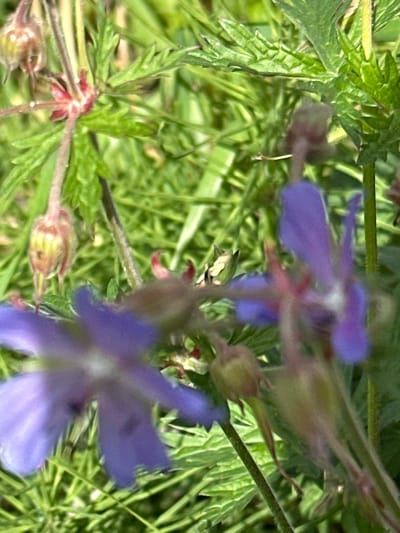 A close-up, shallow depth of field shot of purple wild geranium flowers and buds against a backdrop of green foliage. The image is predominantly green and purple, with some brown and pink accents on the flower buds. The focus is on the foreground flowers, with the background appearing blurred and indistinct. The scene appears to be an outdoor natural setting, likely a park or a garden, in Ерино, Russia. There are no people or animals visible in the image.