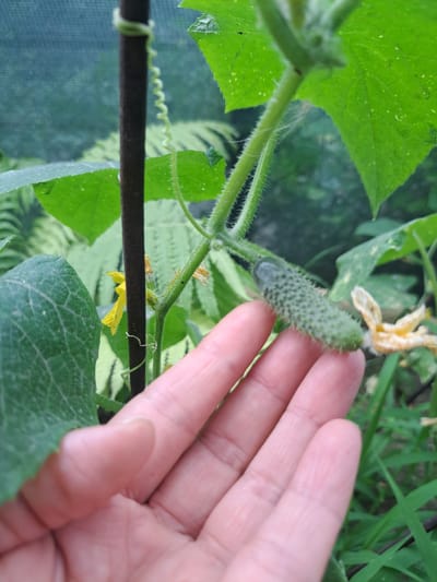 In Prigorodnoye, Kyrgyzstan, a close-up shot captures a hand gently supporting a small, unripe cucumber growing on a vine. The cucumber, covered in soft spikes, is attached to a green stem with fuzzy hairs and a tendril. Nearby, a wilting yellow cucumber flower and another developing cucumber are visible. Lush green leaves and foliage surround the plant, with a dark support stake and netting in the background, suggesting a garden or greenhouse environment. The lighting is soft, highlighting the textures of the plant and the skin of the hand.
