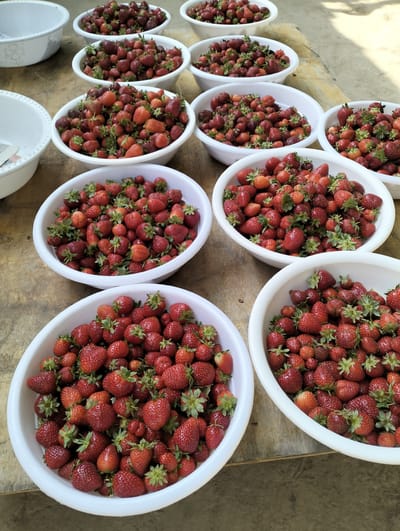 In Aktam, Uzbekistan, several white bowls overflowing with fresh strawberries are arranged on a wooden surface. The bowls are positioned in rows, with some overlapping the edges of others, suggesting they have been recently harvested and are waiting to be processed. The strawberries are a vibrant red, with some displaying a deeper hue and others a lighter, more orange tint. Their green stems and leaves are visible, adding to the freshness of the scene. The wooden surface appears to be outdoors, with natural light illuminating the scene, casting subtle shadows. The overall impression is one of abundance and a successful harvest.