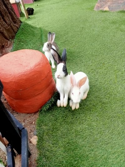 The image displays an outdoor animal enclosure, likely in Kuwukan, Indonesia. The ground surface consists primarily of bright green artificial turf, with a section of natural earth and pebbles visible in the lower left foreground. Three rabbits are present. In the mid-foreground, a white rabbit with prominent black ears and black markings around its left eye stands upright, facing the viewer. To its immediate right, a smaller, entirely white rabbit with pinkish ears and eyes is seated. A third rabbit, exhibiting a brown and white mottled coat, stands further back and to the left of the foreground rabbits. A large, rounded, terracotta-orange object with horizontal ridges is situated in the left foreground, adjacent to the artificial turf. A dark, angular structure is visible in the extreme lower left. In the background, a dark, textured tree-like structure and a small, dark animal are partially visible on the turf. No human subjects are present. The rabbits appear stationary within the enclosure.