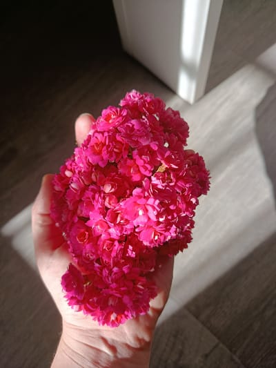 A hand is holding a cluster of bright pink Kalanchoe flowers. The flowers are densely packed together, filling the hand. The hand appears to be resting on a light brown surface, possibly a wooden floor or table. Light is shining from the right, casting a shadow across the surface and the hand. A white door frame is visible in the background. The location is unknown, and there is no information to suggest that the picture was taken in Águilas, Spain.