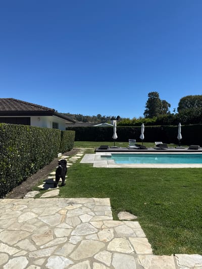 An outdoor residential backyard in Palos Verdes Estates, United States, is depicted under clear, bright daylight. The foreground features a light-colored, irregular flagstone patio transitioning into a meandering flagstone path. A black, curly-haired dog, observed from the rear, walks along this path, moving towards the background. To the left, a tall, manicured green hedge runs parallel to the path, bordering a portion of a single-story house with a brown tiled roof and white stucco walls. In the middle ground, to the right, a rectangular swimming pool with light blue water is present, surrounded by a light grey concrete deck. Adjacent to the pool, a dark elevated platform holds several dark-cushioned lounge chairs and three collapsed white patio umbrellas. A second, extensive manicured green hedge forms the property's far boundary. Beyond these immediate features, rolling hills with sparse vegetation and distant structures are visible under a cloudless, vibrant blue sky. No human subjects are present in the scene.