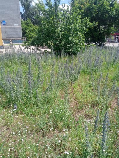 The image depicts a patch of tall, green vegetation with numerous purple-flowered stalks, resembling Echium vulgare (Viper's bugloss). This area is situated in the city of Vlasivka, Ukraine. In the background, a light-colored brick building with a yellow accent is visible on the left, featuring a blue digital clock displaying "03:08." Adjacent to the building is a white railing. Further back, several large green trees dominate the scene. On the right side of the image, a building with a red awning and the Cyrillic text "КАФЕ-БАР" is present, suggesting a commercial establishment. The ground is covered in grass and weeds, with scattered small white wildflowers in the foreground. The sky is partially cloudy.
