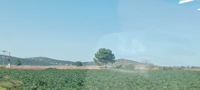 The image depicts a wide shot of a rural landscape under a clear blue sky. In the foreground, a dense field of lush green crops stretches horizontally across the frame. Behind this field, a dry, yellowish expanse of land is visible, dotted with sparse vegetation and some bushes. Further in the background, rolling hills covered with trees and scrub are seen. A solitary, conical-shaped tree stands prominently on one of these hills. To the far left, a tall metal pylon with electrical wires is situated near the base of the hills. The overall scene suggests an agricultural area in a dry, possibly Mediterranean climate. There are no people or animals visible in the image. The image appears to have been taken from a moving vehicle, indicated by a slight blur and a reflective glare on the right side of the sky, which may be a window. The location is identified as Calzadilla de los Barros, Spain.