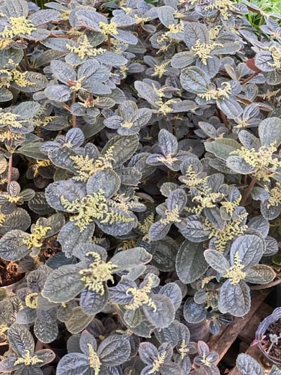 The image displays a dense arrangement of flowering plants, likely a variety of *Pilea* or a similar herbaceous species, photographed from above. The primary subject consists of numerous dark green to bluish-green, ovate leaves with prominent venation and a textured, somewhat puckered surface. These leaves are closely packed, obscuring much of the underlying stems and ground. Small, pale yellow-green, brush-like or spiky inflorescences are present, emerging from the leaf axils and the terminal ends of the stems, scattered throughout the foliage. The lighting appears uniform and diffused. No individuals, overt actions, or interactions are discernible. The immediate environment suggests a potted plant or a garden bed with multiple specimens growing closely. Based solely on the visual content of the image, the specific location within Santa Rosa, Argentina, cannot be forensically determined.