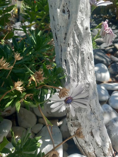 The image depicts a close-up outdoor scene in Άγιος Νεκτάριος, Greece, focusing on a white-painted piece of driftwood standing vertically. To the left of the driftwood, a lush green plant with succulent-like leaves is visible, along with several dried, withered flower heads. A single white daisy-like flower with a purple and yellow center is in bloom, positioned in front of the driftwood, partially obscuring it. Behind the driftwood and plants, a collection of smooth, rounded pebbles in shades of gray and white forms the ground cover. In the upper right background, another flower, with pale pink and white petals, droops downwards. The lighting suggests it is daytime, with shadows cast by the sunlight on the pebbles.