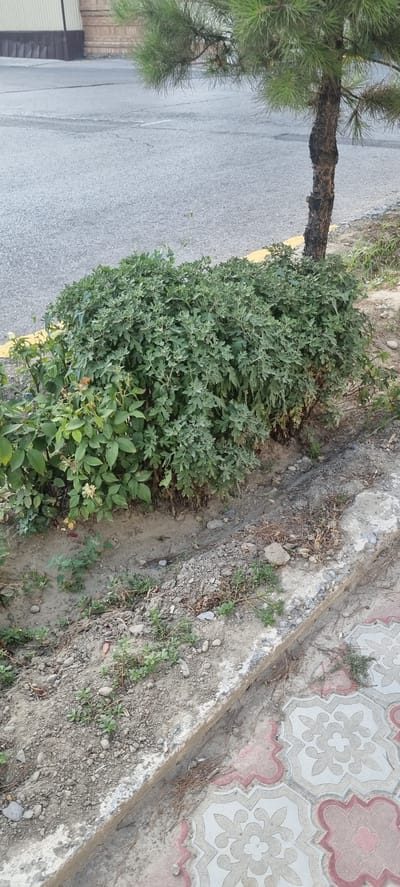 The image shows a close-up view of a tree trunk and dense green foliage next to an asphalt road. The tree appears to be a pine, with its trunk visible on the left side of the frame, and its branches and needles extending towards the top of the image. Adjacent to the road is a large bush with many small, serrated green leaves. The foliage is lush and appears healthy.
A yellow painted line is visible along the edge of the asphalt road, separating it from the vegetation. Beyond the vegetation and a concrete curb, there is a textured surface that appears to be decorative paving stones with a patterned design of red and white tiles. The ground is mostly dirt and pebbles, with some dry leaves and twigs scattered around.
The scene is outdoors and appears to be during daylight hours, possibly late morning or afternoon, given the lighting. There are no people visible in the image. The overall impression is one of a roadside planting in an urban or suburban environment. The location is identified as Buston, Tajikistan. There is no visible text in the image.