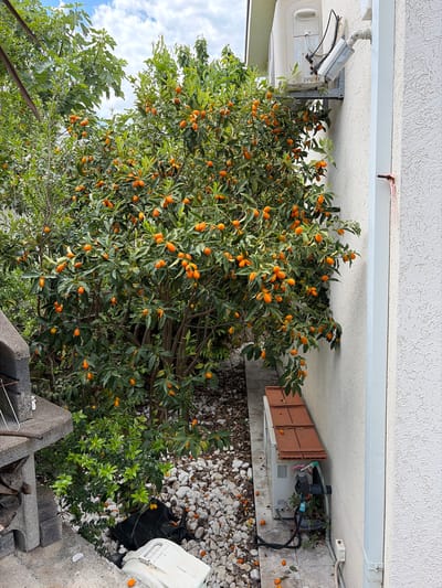 The image depicts a kumquat tree heavily laden with ripe, orange fruit, growing beside a white building in an outdoor setting. The tree is situated next to the building's exterior, with its branches reaching close to a security camera and other attached fixtures. The ground around the base of the tree is covered with pebbles and fallen kumquats. A black trash bag and a partially visible white container are positioned near the base of the tree. The presence of the kumquat tree suggests a Mediterranean or subtropical climate. The location is Krašići, Montenegro.