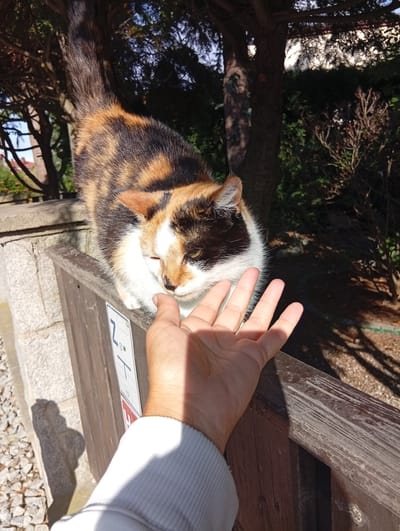 In Kiełczów, Poland, a calico cat with black, orange, and white fur is perched on a wooden fence. The cat is leaning forward, sniffing at an outstretched hand. The hand, belonging to an unseen person, is reaching towards the cat. The background consists of trees and foliage, suggesting an outdoor setting. Sunlight casts shadows on the ground.
