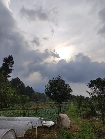 The image displays an agricultural landscape in Staufenberg, Germany, under a sky dominated by dense, dark grey clouds, with a bright, partially obscured sun visible through an opening in the clouds in the upper center-right. No individuals are present in the scene.
In the foreground, on the left, three translucent white arched structures, consistent with row covers or mini-greenhouses, are positioned over cultivated ground. Adjacent to these, white bags or bundled materials are visible on the soil. A dirt pathway originates from the center-right foreground, extending diagonally into the midground.
The midground features cultivated fields. On the left, a large area of green, leafy crops is visible. Centrally, a medium-sized deciduous tree with dark green foliage stands upright. At the base of this tree, several bundled wooden stakes are propped, next to a large, light-colored, irregularly shaped object. The dirt pathway continues towards the background, flanked by grassy verges and scattered smaller trees and shrubs.
The background on the left consists of a dense treeline of tall, dark green coniferous trees, indicative of a forested slope. The overall environment is rural, characterized by active farming under overcast sky conditions with intermittent sunlight.