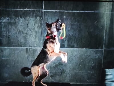 A German Shepherd dog is captured in mid-air, standing on its hind legs, with a brightly colored toy in its mouth. The dog, wearing a red collar, is against a dark, textured background that appears to be a wall made of large, square tiles. The lighting is dim, casting shadows and highlighting the dog's fur. The overall impression is one of playful energy, with the dog focused on its toy. There are no discernible elements in the image that would suggest a specific location in the city of Klichaw, Belarus.