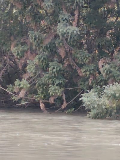 The image depicts a natural scene with a body of water in the foreground and dense foliage in the background. The water is a muted, brownish-grey color, with some subtle ripples and perhaps a few small bubbles visible on the surface. The water appears calm.
Behind the water, a thick growth of trees and branches dominates the frame. The leaves are predominantly green, but some branches and leaves appear to have a brown or dried appearance, suggesting a mix of living and dead vegetation. The density of the foliage obscures any clear view into the background. The branches create a somewhat tangled and layered effect, with some extending horizontally over the water. The lighting suggests it could be daytime, with soft, diffused light creating subtle shadows within the foliage.
There are no people, man-made objects, or visible text in the image. The setting appears to be a natural environment, possibly a riverbank or lakeside, given the presence of water and dense vegetation. The overall impression is one of a natural landscape, perhaps in a temperate or subtropical climate, depending on the time of year. The lack of distinct features makes it difficult to pinpoint specific details about the time of day or weather beyond the general impression of daylight and potentially calm conditions.
