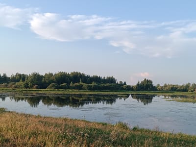 The image depicts a serene natural landscape, likely a lake or a pond, reflecting the surrounding trees and the sky. The foreground features a grassy bank with dry grasses and some small white flowers. The middle ground is dominated by a body of water with reflections of the lush green trees lining the far bank. The far bank is densely populated with a variety of trees, appearing to form a forest. The sky above is a clear blue with scattered, soft white clouds. The lighting suggests it is either early morning or late afternoon, given the soft, diffused light. The location is identified as Alexandrovskoe, Russia, implying a rural or semi-rural setting characterized by this type of natural scenery. There are no people or animals visible in the image, and no specific actions or interactions are taking place. The overall impression is one of tranquility and natural beauty.