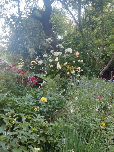 The image depicts a lush, overgrown garden in Zhovti Vody, Ukraine, bathed in the soft light of either early morning or late afternoon. Dominating the scene are various flowering plants, including clusters of white and pale yellow roses cascading from an unseen source, likely a trellis or tree. Beneath these, a vibrant mix of red roses, blue cornflowers, and other wildflowers creates a tapestry of color. In the foreground, large, dark green leaves of what appear to be peonies fill the lower portion of the frame, punctuated by a single bright yellow rose and smaller white daisies. A dark, weathered wooden structure, possibly a birdhouse or a small shed, is partially visible among the foliage in the mid-ground, near the red roses. The background is a dense thicket of trees, their branches silhouetted against a bright sky, suggesting a natural, semi-wild setting within the city. No people are visible in the frame. The overall impression is one of untamed natural beauty.