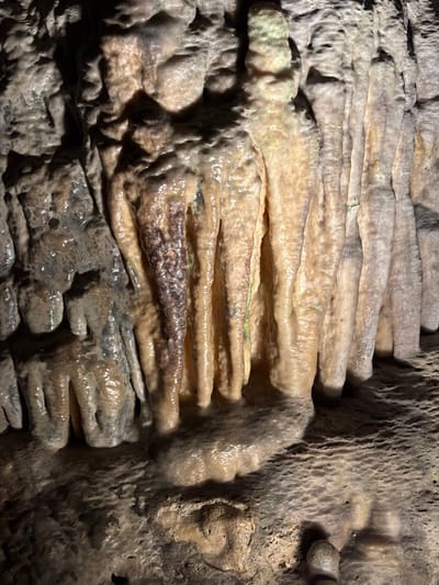The image depicts a close-up of cave formations, likely stalactites or flowstone, within a cave system. The formations are primarily composed of minerals, exhibiting a layered, rippled texture. Colors range from light beige to tan to dark brown, with some areas appearing wet or glistening. The environment is dimly lit, casting shadows that emphasize the texture and contours of the formations. No people or other subjects are visible in the image. The location is inferred to be within a cave in Manacor, Spain.