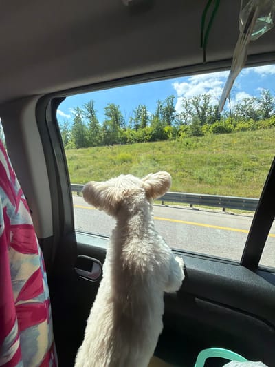 The media file shows a fluffy white dog with its head and front paws out of a car window, looking at the passing scenery. The dog appears to be enjoying the ride, with its fur ruffled by the wind. The background consists of a grassy field with trees and a highway with a yellow dividing line. The sky is blue with scattered clouds, suggesting a pleasant day. The interior of the car is visible, including the car door, a seatbelt buckle, and a colorful patterned fabric, possibly a blanket or clothing. The overall impression is one of a happy dog on a road trip. No text is visible in the image.