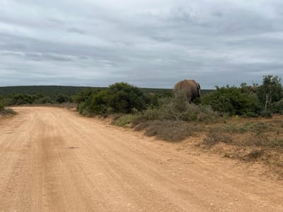 The scene depicts a natural landscape, likely within Addo Elephant National Park in the Sundays River Valley Local Municipality, South Africa. A reddish-brown dirt road with visible tire tracks curves gently to the left from the foreground towards the middle ground. Dense, varied scrub vegetation, consisting of green and brown bushes and scattered trees, lines both sides of the road and extends into the background. In the middle ground, on the right side, an adult African elephant, displaying its grey-brown hide, is observed from its rear-left, partially concealed by surrounding green foliage. The elephant appears to be standing or moving slowly through the vegetation. A solid line of dense, dark green trees forms the distant horizon. The sky above is entirely overcast with a uniform layer of grey clouds. No human figures or additional distinct animals are visible.