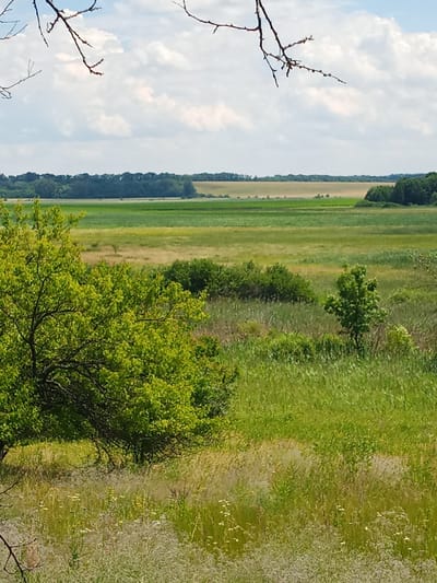 This is a landscape photograph taken in Kolomak, Ukraine. The scene depicts a vast, green, rural area under a partly cloudy sky. In the foreground, a large tree with lush green leaves dominates the left side of the frame, its branches reaching towards the sky. The ground is covered in tall, wild grasses and wildflowers, with a mix of green and dry stalks creating a textured carpet.
Beyond the foreground, the landscape opens up to a wide expanse of fields. Some fields appear to be cultivated, with patches of lighter green and tan colors suggesting different crops or stages of growth. A dense line of trees forms a dark green border in the middle distance, separating these fields from a distant, lighter green area that stretches to the horizon. The sky above is a pale blue with scattered white, fluffy clouds, indicating it is daytime, likely late morning or early afternoon, with fair weather. The overall impression is one of natural beauty and tranquility in a rural setting. There are no people or specific objects visible, and no text is present in the image.