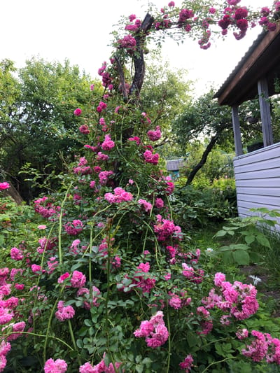 The image depicts a dense bush of pink roses in full bloom, cascading over a wooden structure and surrounding greenery. The roses are the primary focus, with their vibrant pink petals and numerous clusters. In the background, trees with lush green foliage are visible, suggesting an outdoor, garden setting. To the right, a portion of a white building with a corrugated metal roof is present, possibly a shed or a part of a house. A weathered wooden post, partially covered by roses, supports a section of the flowering bush. The overall impression is of a wild, overgrown garden, likely in a rural or suburban environment. The location is identified as Красная Пресня Снт, Russia.