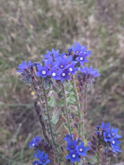 The image depicts a close-up view of a plant with numerous small, star-shaped blue flowers. The flowers have five petals and a white center. They are clustered along a stem that is covered in fine, reddish hairs and small, green leaves. Some of the leaves also appear reddish or purplish. The background is a blur of muted greens and browns, suggesting a natural outdoor setting like a field or meadow. The lighting appears soft, possibly indicating overcast conditions or the gentle light of early morning or late afternoon. There are no people or animals visible in the image. The overall impression is one of delicate natural beauty. The location is specified as Shyriaieve, Ukraine.