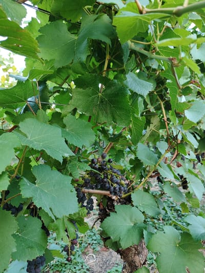A close-up shot captures a cluster of dark grapes hanging from a vine amidst lush green grape leaves. The grapes are deep purple, with some appearing slightly lighter, suggesting ripeness. The leaves are broad and veined, with serrated edges, creating a dense canopy around the fruit. The vine itself has a thick, gnarled trunk, indicating age. The background is softly blurred, hinting at more foliage and possibly a vineyard setting. This image was taken in Offenburg, Germany.