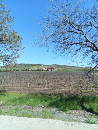 This media file captures a picturesque rural landscape in Venets, Bulgaria, characterized by vineyards, rolling hills, and a clear blue sky.
In the foreground, a vast vineyard stretches across the frame, with rows of bare grapevines neatly arranged, indicating either late winter or early spring before the full foliage has emerged. The soil around the vines appears dark and cultivated. Below the vineyard, there's a strip of vibrant green grass, followed by what looks like a light-colored gravel road or path at the very bottom of the image, suggesting the photo was taken from a vehicle or roadside.
The mid-ground features a gently sloping hill covered in light green vegetation and scattered trees. At the base of this hill, a large building complex is visible, characterized by reddish-brown tiled roofs and light-colored walls. This complex, possibly a winery or estate, is surrounded by slender evergreen trees, likely cypresses, which add a structured element to the natural landscape.
The background is dominated by a clear, unblemished azure sky, suggesting bright, sunny weather. Bare tree branches with nascent spring buds frame the scene from the upper left and right corners, adding depth and a natural vignette.
The overall impression is one of serene natural beauty and agricultural activity. The time of day appears to be late morning or early afternoon, given the bright, direct sunlight and lack of harsh shadows. No people or visible text are present in the image.
