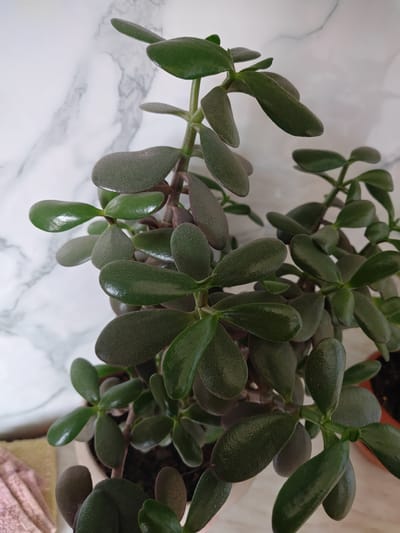 A close-up, eye-level shot focuses on the glossy, dark green oval leaves and thick, woody stems of a jade plant, likely a Crassula ovata. The plant is lush and healthy, with many leaves clustered along the stems. Some leaves have a reddish tint, particularly along the edges and undersides, suggesting exposure to more sunlight. The plant appears to be in a pot, with a hint of its rim and potting soil visible at the bottom right.
The background consists of a marbled surface, predominantly white with subtle grey veins, creating a clean and modern aesthetic. The lighting is bright and diffused, casting soft shadows and highlighting the waxy sheen on the leaves. No people or specific activities are depicted. The overall impression is one of a well-cared-for houseplant in an indoor setting, possibly a home or office. The image does not contain any visible text. The location context provided as "Кашка-Суу, Kyrgyzstan" suggests a geographic origin, but there are no visual cues within the image itself to confirm this specific location. The time of day appears to be daytime, given the bright lighting.