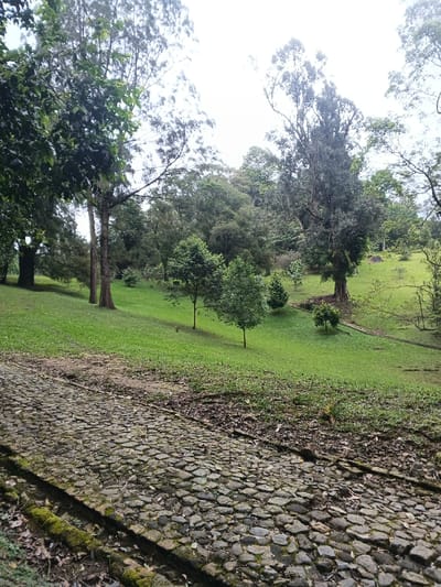 The image depicts an outdoor natural landscape in the city of Tây Ninh, Vietnam. In the foreground, a cobblestone path, constructed from irregular dark grey stones, angles upward from the lower left towards the right. Patches of moss and scattered dry leaves are present on the path and its immediate periphery. The midground comprises a prominent, undulating green grassy slope. Several trees are distributed across this slope: two tall, slender specimens with dark trunks are positioned on the left; two smaller trees with light green canopies stand centrally; and a large, mature tree with a thick, dark trunk and dense foliage is visible on the right. The background reveals a dense, dark green forested area ascending towards a bright, featureless white sky. No human or animal subjects are visible, and no actions are occurring within the static scene.