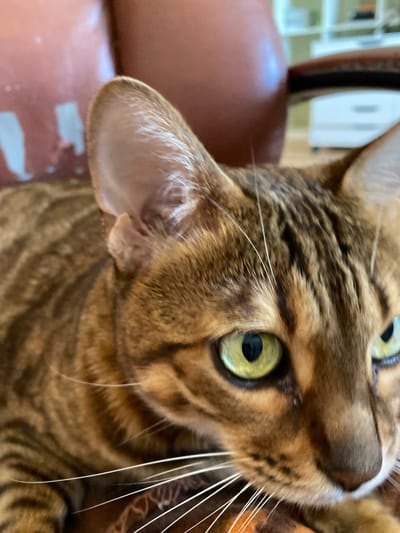 This is a close-up, eye-level, medium shot of a domestic short-haired cat, possibly a Bengal mix, with striking green eyes. The cat is facing towards the right of the frame and appears to be lying down. Its fur is a mottled brown and black tabby pattern. The background is blurred, showing a hint of a brown leather-like texture, possibly a chair or sofa, and further in the background, a white cabinet and shelves. The lighting is soft and natural. The image was taken indoors, likely in a residential setting in Gabishevo, Russia. There are no people or any other animals visible in the frame.