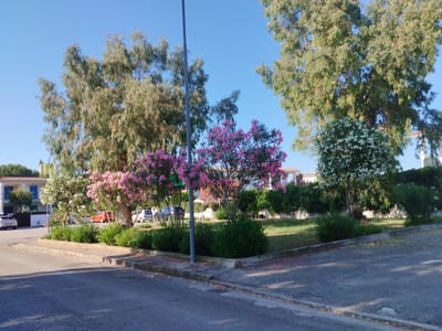 This image depicts a sunny day in Martinsicuro, Italy, specifically in the area of Via Roma, near the coastline. In the foreground, a paved road curves gently to the left, with a concrete curb bordering a grassy area. Several green bushes are planted along the curb. Behind the bushes, a vibrant pink flowering tree stands prominently, with a smaller white flowering tree to its right. Tall, leafy trees with slender trunks line the background, their branches reaching towards the clear blue sky.

To the left, a light-colored building with blue shutters and awnings is visible, indicating a residential or commercial structure. Several cars are parked along the side of the road. An orange car is parked in front of a white building, and further down, a white car and a silver car are parked on the side of the road. A grey lamppost stands near the pink flowering tree. The overall scene is one of a well-maintained urban landscape with abundant greenery and flowering plants, bathed in bright sunlight. The presence of the cars and buildings suggests a developed area within the town.