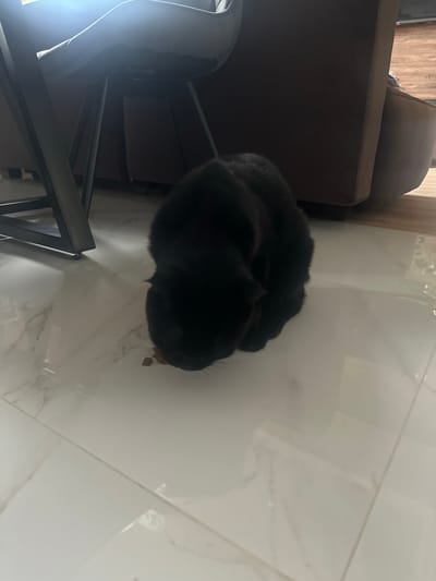 A black cat is eating kibble from the floor in a room with white tiled flooring. The cat is positioned in the center of the frame, facing downwards towards the food. The background features furniture, including a dark-colored chair and a sofa. The scene appears to be indoors, in a residential setting, likely within the city of Snt Del'fin, Russia, based on the provided context. The lighting suggests an indoor environment with some natural light coming from a window or open space.