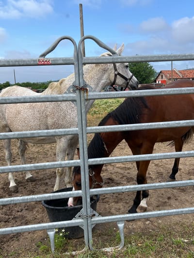 The image captures two horses behind a grey metal gate or fence in Ivan Vazovo, Bulgaria, under a bright blue sky with white clouds. The ground within the enclosure is dusty earth with some patches of green grass.
In the foreground, a dappled grey horse with a light mane and tail is partially visible on the left, wearing a bridle or halter. Its head is slightly turned away, and its body is covered in speckles of grey and brown. To the right, a bay or brown horse with a dark mane and tail has its head submerged in a black bucket on the ground, suggesting it is drinking or eating. Its front legs are visible, standing on the dirt. Both horses are calm and positioned close to the metal barrier.
In the background, beyond the horses, a rustic building with a distinctive red tiled roof and red shutters is partially seen through trees, hinting at a rural or farm setting. A power line pole is also visible against the sky. The scene depicts a clear, sunny daytime.
A white rectangular sticker or label is affixed to one of the horizontal bars of the metal gate. Visible text on the sticker includes "LIMK LTD" and what appears to be "WWW.LIMK.BG".