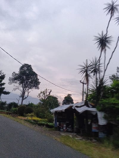 An outdoor scene in Phước Hòa, Vietnam, depicts a semi-rural roadside under an overcast, light gray sky. An asphalt road curves from the lower left foreground, sloping upwards towards the center-right. To the right of the road, a rudimentary, open-fronted shack with a weathered or partially collapsed corrugated metal roof stands amidst green foliage. Advertisements or posters are visible on the shack's exterior. To the immediate right of the shack, several tall, slender trees with spiky crowns are present, exhibiting motion blur. Further right and behind, a utility pole with multiple overhead wires is visible. On the left side of the road, a large, dark green evergreen tree stands prominently against the cloudy sky and distant, hazy mountains. Various other green trees and bushes populate the midground and background, with patches of cultivated plants featuring yellow and green hues beside the road on the left. A thick black overhead power line traverses the upper left quadrant of the frame. No individuals are present.