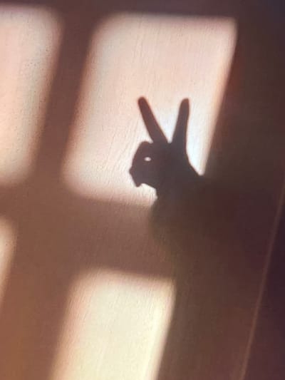 A shadow of a hand forming a peace sign is projected onto a textured, light-colored surface. The shadow is dark and distinct, with the fingers clearly visible. The background surface appears to be a wall or fabric with subtle patterns. Rectangular shadows, possibly from window blinds or a grid, are also visible in the background, creating a sense of depth and context. The lighting suggests the image was taken indoors during the day, with light coming from a window or other light source casting shadows. The image is taken from a slightly low angle, focusing on the hand shadow. There is no indication of the location being in Genemuiden, Netherlands, as the image provides no discernible geographical markers.