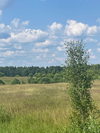 A bright, sunny day with a blue sky dotted with fluffy white clouds. A field of tall, golden-brown grass stretches towards a distant line of dense green trees. In the foreground, a slender birch tree with light-colored bark and green leaves stands to the right of the frame. The scene appears to be a rural landscape, potentially in Podosenovo, Russia, given the natural elements and vegetation. There are no people or animals visible in the image.