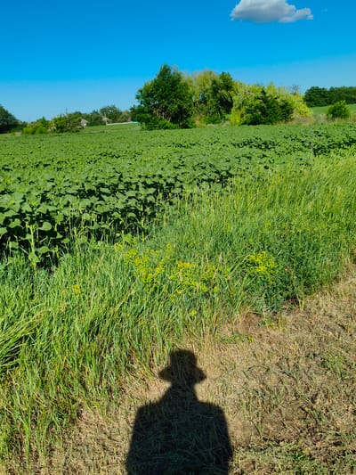The image depicts a sun-drenched rural landscape under a clear, bright blue sky, with a single fluffy white cloud in the distance. The scene is dominated by a vast, lush green field of young sunflower plants stretching towards a line of trees and bushes on the horizon. The field is neatly cultivated, with rows of evenly spaced plants.

In the foreground, tall, verdant grass grows in abundance, interspersed with small yellow wildflowers. The sun casts a long shadow of a person wearing a hat onto the dry, straw-colored ground at the edge of the grassy area. This suggests a sunny day, likely mid-morning or afternoon. The overall atmosphere is serene and peaceful, evoking a sense of bucolic tranquility.

The location is identified as Psilske, Ukraine. There are no visible signs of people actively engaged in an activity, other than the implied presence of the photographer through their shadow. The setting is rural, characterized by agricultural fields and natural vegetation, with distant hints of scattered buildings or houses nestled among the trees on the horizon. The bright sunlight and clear sky suggest fair weather.