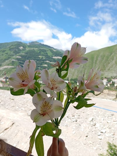 A bouquet of pale pink and white alstroemeria flowers with green stripes on their petals is held in the foreground by a person's hand. The flowers are in focus, with their delicate petals and dark centers clearly visible. In the background, a mountain landscape unfolds under a bright blue sky dotted with white clouds. The mountains are covered in green vegetation, with some patches of exposed rock and terraced slopes. A dry, rocky riverbed or plain stretches out in front of the mountains, with some distant buildings suggesting a settlement. A small portion of what appears to be a blue tarp or ribbon is visible in the middle ground. The overall scene captures a natural setting with a focus on the floral arrangement. The timestamp "01.07.2026 10:46" is visible in the bottom right corner of the image, suggesting it was taken on July 1st, 2026.