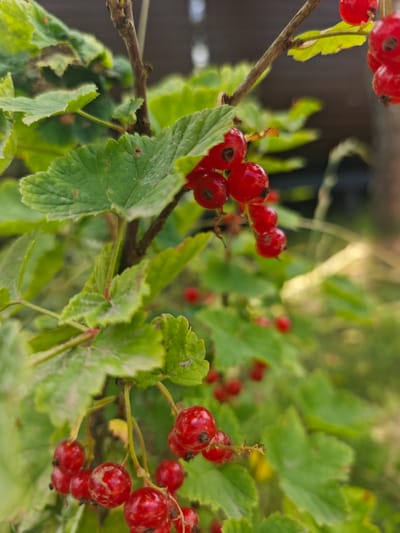 The image is a close-up, outdoor photograph of red currants on a bush, with a shallow depth of field that blurs the background. The foreground features clusters of bright red, ripe currants hanging from thin, brown stems, interspersed with vibrant green leaves. Some of the currants show small black spots, likely remnants of the flower or insect activity. The leaves are lobed and have serrated edges. The background is a soft blur of green foliage and what appears to be a darker, out-of-focus area that could be a fence or building. There is no indication of people, specific locations within the city of Хлевино, Russia, or any actions or interactions. The scene is natural and focused on the detail of the fruit and foliage.