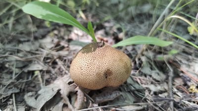 The media file shows a close-up, eye-level shot of a single, round, tan-colored mushroom growing on the forest floor. The mushroom has a textured surface with a pattern of small, darker dots or pits. It is the primary subject of the image, centered and in focus.
The surrounding environment suggests a natural, wooded setting. The ground is covered with dry leaves, twigs, and other organic debris, typical of a forest floor. Several thin, green blades of grass or leaves are visible, two prominently positioned above and to the sides of the mushroom, adding a touch of contrasting color. The background is out of focus, displaying a soft blur of greens and browns, further indicating a natural outdoor environment.
The lighting appears natural, suggesting it might be daytime, with diffused light rather than direct sunlight, creating a soft illumination on the mushroom. There are no people or animals visible, and no specific event is depicted; it is a still-life observation of the mushroom in its natural habitat.
The location context of Mikhaylovka, Russia, aligns with the imagery of a forest environment. No text is visible in the image. The overall mood is one of quiet observation of nature.