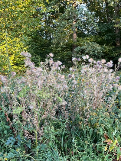 This is a high-angle, full-shot photograph taken in Sonchamp, France, depicting a dense thicket of overgrown plants, predominantly thistles in various stages of bloom and seed. The thistles are characterized by their dry, straw-like stems, some topped with fluffy seed heads and others with purple floral remnants. Interspersed are various green leafy plants, some with small yellow flowers. In the background, a dense forest of mature trees with green foliage provides a shaded backdrop. The lighting suggests late afternoon, with some areas illuminated by sunlight, particularly the foliage on the left. The scene is natural and untamed, indicative of a wild or uncultivated area. There are no people or animals visible in the image.