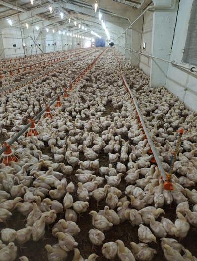 The image shows a crowded chicken farm located in Жданов ауылдық округі, Kazakhstan. The farm is an industrial-scale operation with rows of feeder lines running the length of the building. Thousands of white chickens are densely packed together on the floor of the facility, which appears to be covered in bedding material. The building is large and utilitarian, with exposed beams and lighting fixtures on the ceiling. The overall impression is one of a highly industrialized agricultural setting.