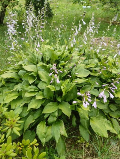The image shows a cluster of hosta plants with pale purple flowers blooming in a garden. The hostas have large, green, textured leaves. Several tall stalks with bell-shaped flowers rise from the foliage. The background consists of green grass and some trees. In the lower left corner, there are smaller, lighter green plants, possibly rhododendrons. The scene appears to be outdoors in a natural setting, consistent with a garden in Пашкаўскі сельскі Савет, Belarus. There are no people or animals visible in the image.