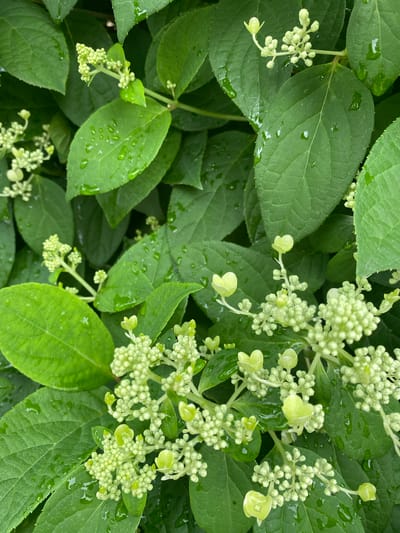 This media file is a close-up, eye-level shot of lush green hydrangea leaves and developing flower buds, likely after a rain shower. Water droplets are visible on the surfaces of the leaves, suggesting recent precipitation. The scene is dominated by the rich green foliage, with clusters of pale green, budding flowers scattered throughout. Some of the flower buds are beginning to unfurl, showing hints of their eventual shape.
The image appears to be taken outdoors, in natural light, though the time of day is not discernible. There are no people or man-made objects in the frame, focusing solely on the botanical subject. The setting is implied to be a garden or natural environment where hydrangeas are growing. The image conveys a sense of natural beauty and the freshness of a damp environment. There is no visible text within the image. The location context of Pointe-Claire, Canada, indicates the geographical setting.